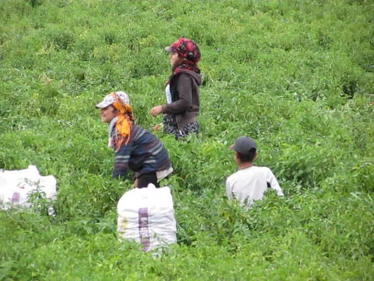 Nurdağı'nda kırmızı biber hasadı sürüyor G2