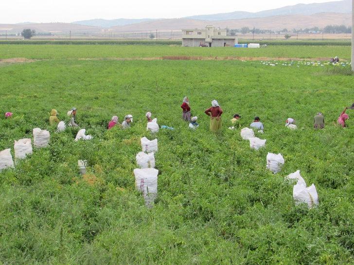 Nurdağı'nda kırmızı biber hasadı sürüyor G3