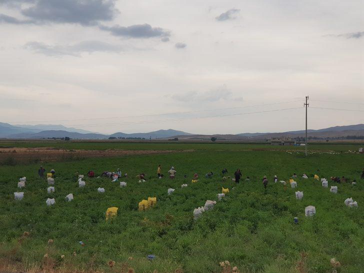 Nurdağı'nda kırmızı biber hasadı sürüyor G4