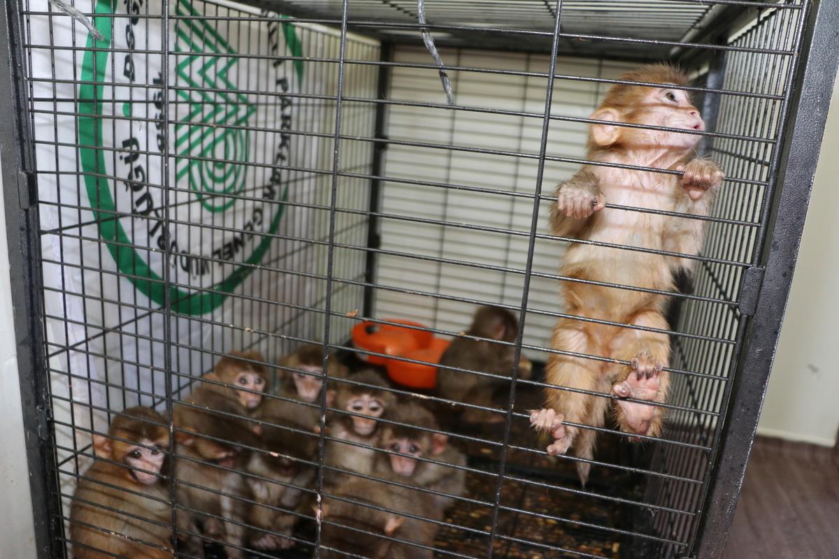 Erzurum'da polisin ka&ccedil;ak&ccedil;ıların elinden kurtardığı &ouml;r&uuml;mcek maymunlar Gaziantep'e g&ouml;nderildi