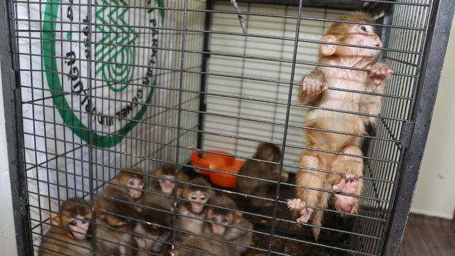 Erzurum'da polisin kaçakçıların elinden kurtardığı örümcek maymunlar Gaziantep'e gönderildi