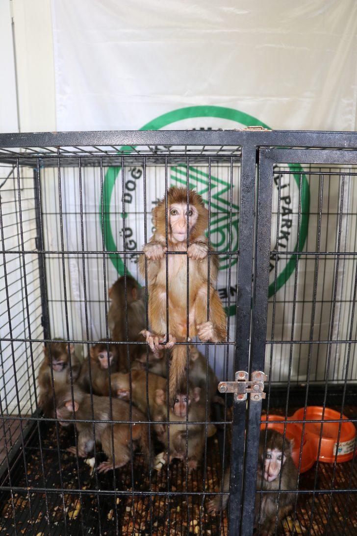 Erzurum'da polisin kaçakçıların elinden kurtardığı örümcek maymunlar Gaziantep'e gönderildi G2