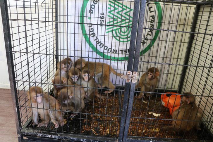 Erzurum'da polisin kaçakçıların elinden kurtardığı örümcek maymunlar Gaziantep'e gönderildi G3