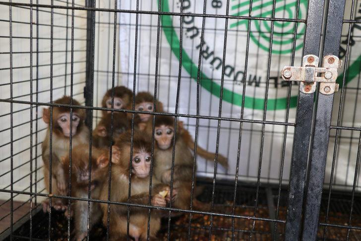 Erzurum'da polisin kaçakçıların elinden kurtardığı örümcek maymunlar Gaziantep'e gönderildi G4