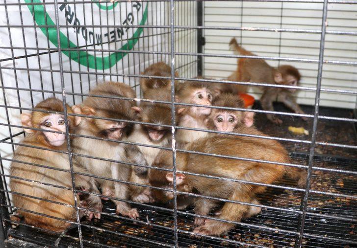 Erzurum'da polisin kaçakçıların elinden kurtardığı örümcek maymunlar Gaziantep'e gönderildi G5