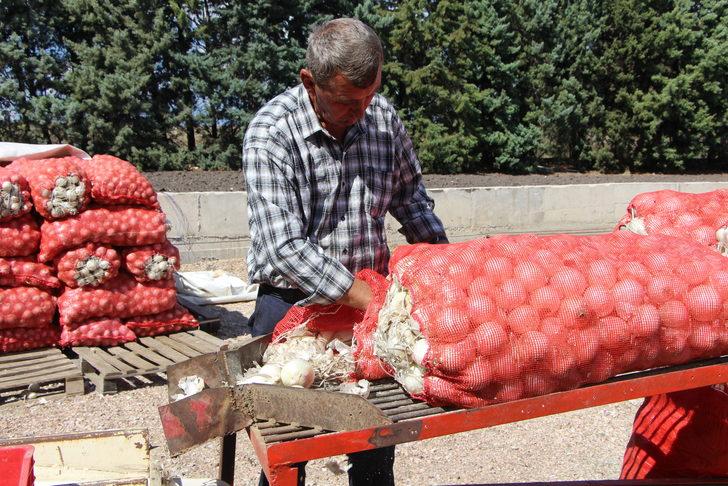 Bandırma'dan 28 ülkeye soğan tohumu ihraç ediyorlar G1