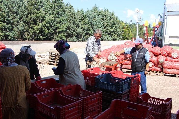 Bandırma'dan 28 ülkeye soğan tohumu ihraç ediyorlar G2