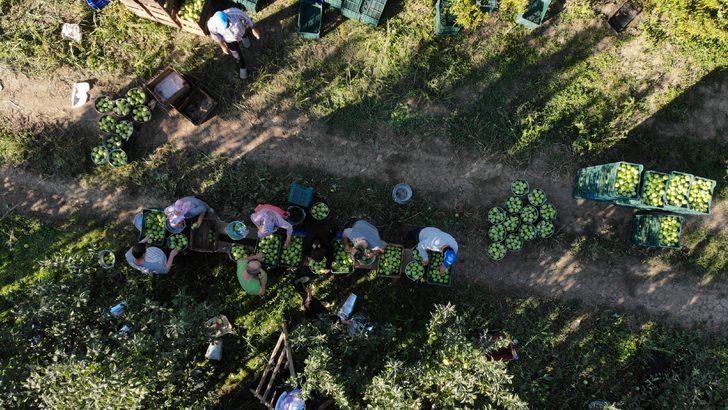 Bursa'da ihracatı da yapılan yeşil elmanın hasadı başladı G1