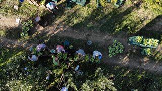 Bursa'da ihracatı da yapılan yeşil elmanın hasadı başladı