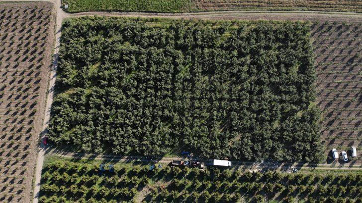 Bursa'da ihracatı da yapılan yeşil elmanın hasadı başladı G2