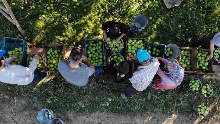 Bursa'da ihracatı da yapılan yeşil elmanın hasadı başladı G3