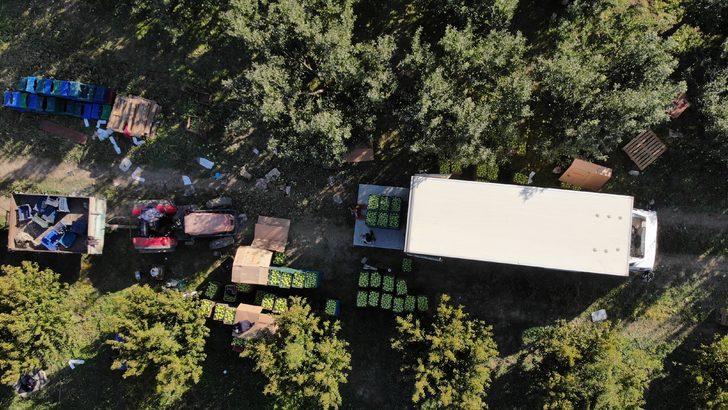Bursa'da ihracatı da yapılan yeşil elmanın hasadı başladı G4