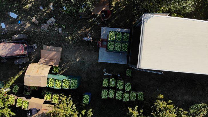 Bursa'da ihracatı da yapılan yeşil elmanın hasadı başladı G5