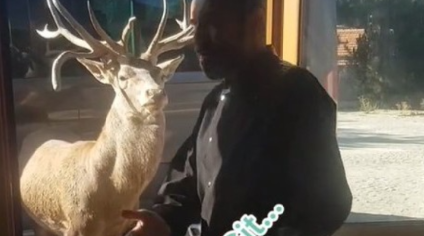 'Geyik muhabbeti!' Restorana dadandı, bu anları 2 milyon kişi izledi