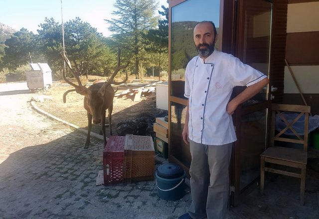 Doğaya bırakılan kızıl geyik, Spil Dağı'ndaki restoranın 