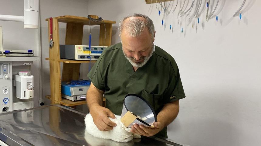 Zonguldak'ta sokak kedisinin gözündeki tümör ameliyatla alındı