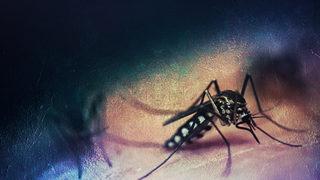 İstanbul'da yaşayanlar dikkat! Haftada 400 yumurta bırakıyor: Alarmın adı bu kez 'AEDES'