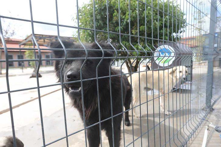 Sakarya'da "can dostlar" Geçici Bakımevi ve Rehabilitasyon Merkezinde emin ellerde G2