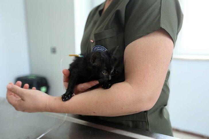 Sakarya'da "can dostlar" Geçici Bakımevi ve Rehabilitasyon Merkezinde emin ellerde G3