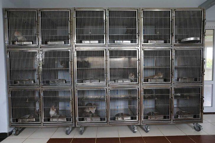 Sakarya'da "can dostlar" Geçici Bakımevi ve Rehabilitasyon Merkezinde emin ellerde G4