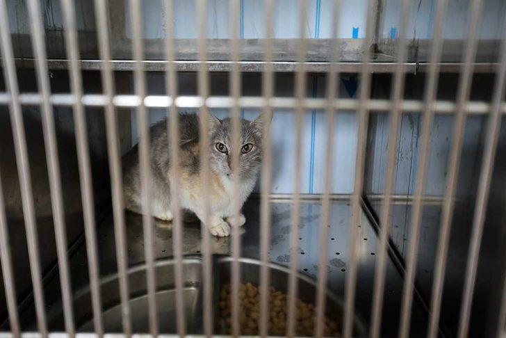 Sakarya'da "can dostlar" Geçici Bakımevi ve Rehabilitasyon Merkezinde emin ellerde G5