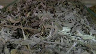 Öksürüğü keser, hastalıkları bitirir... Çay gibi için anında faydasını görün