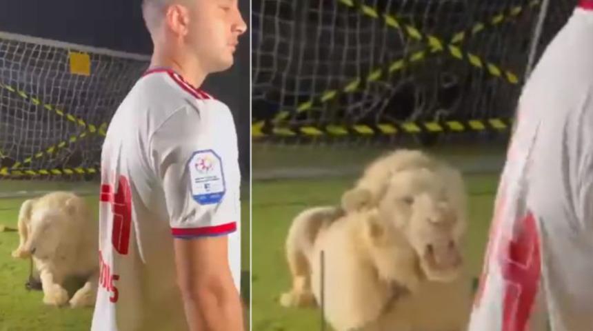 Tarihte eşi benzeri yok! Kostas Manolas'ın transfer videosunda canlı aslan oynatıldı