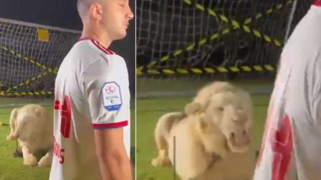 Tarihte eşi benzeri yok! Kostas Manolas'ın transfer videosunda canlı aslan oynatıldı