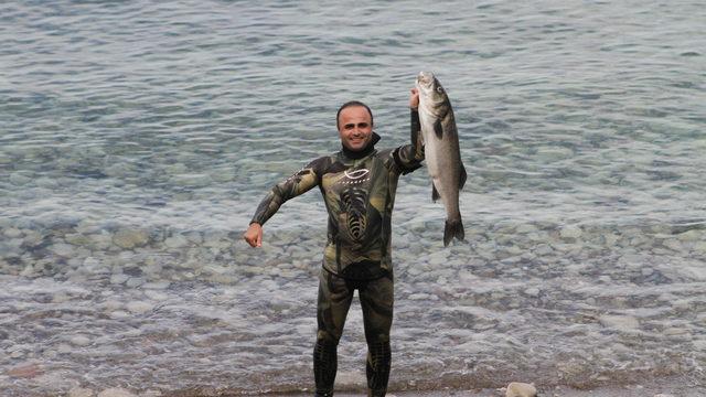 Zıpkınla 8,5 kiloluk levrek yakaladı