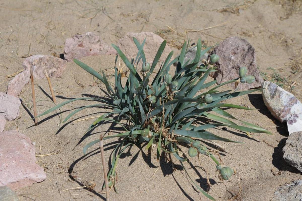 Ayvalık'ta koruma altındaki "kum zambakları" &ccedil;i&ccedil;ek a&ccedil;tı