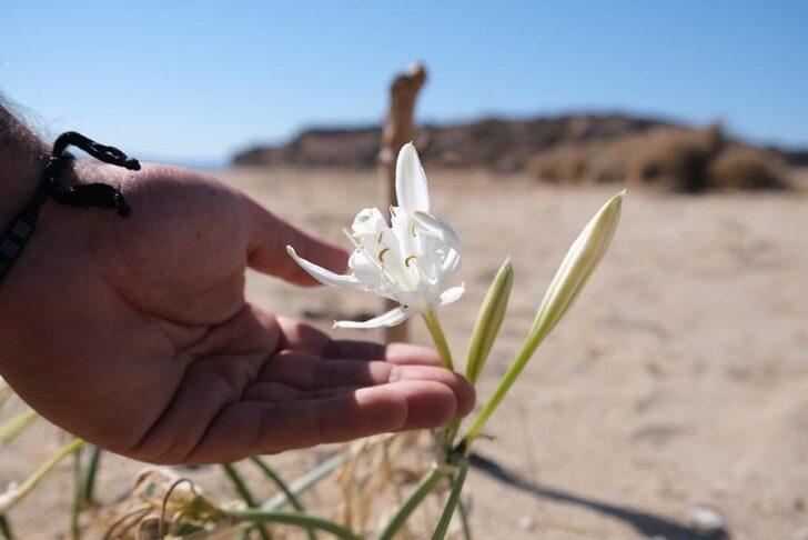 Ayvalık'ta koruma altındaki "kum zambakları" çiçek açtı G2
