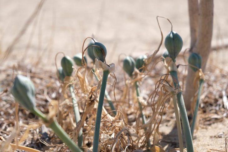 Ayvalık'ta koruma altındaki "kum zambakları" çiçek açtı G3