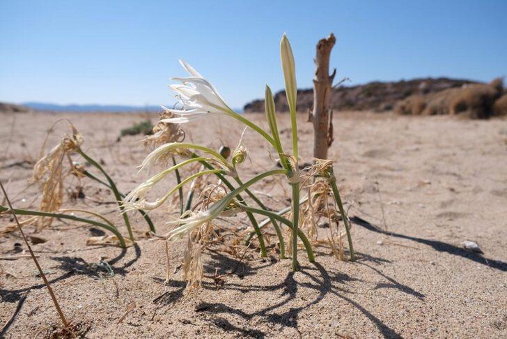 Ayvalık'ta koruma altındaki "kum zambakları" çiçek açtı G4