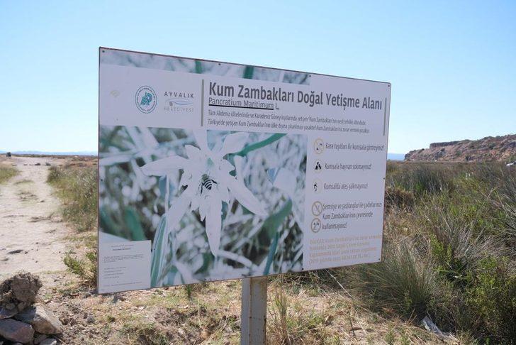 Ayvalık'ta koruma altındaki "kum zambakları" çiçek açtı G5