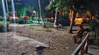 11 yaşındaki Fatma'dan alkışlanacak hareket! Yaban domuzlarının başında bekledi...