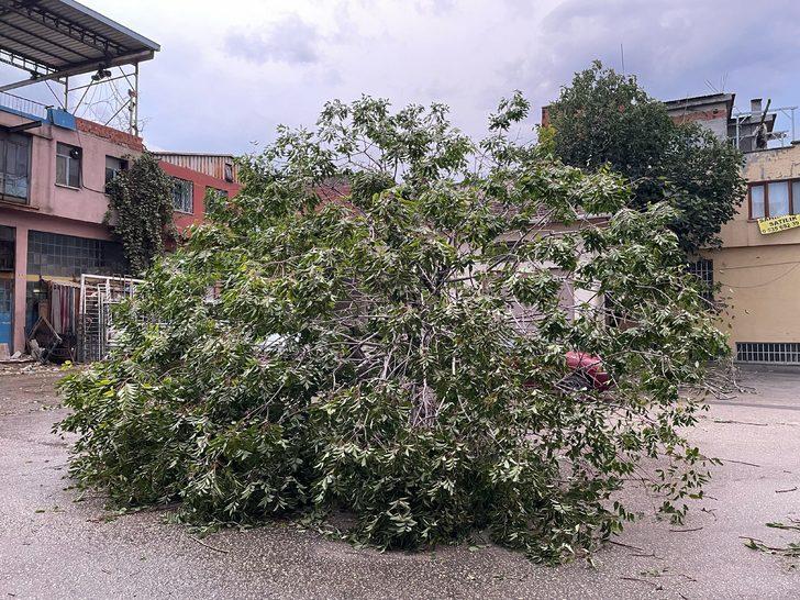 Bursa'da kuvvetli lodos nedeniyle bir ağaç araçların üzerine devrildi G1