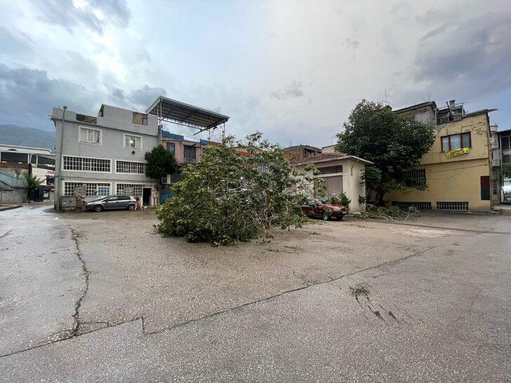 Bursa'da kuvvetli lodos nedeniyle bir ağaç araçların üzerine devrildi G2