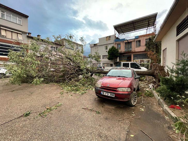Bursa'da kuvvetli lodos nedeniyle bir ağaç araçların üzerine devrildi G3
