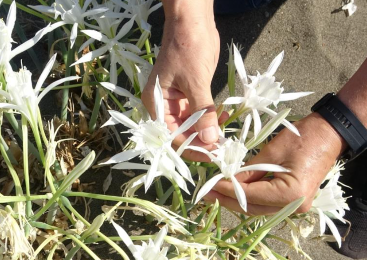 Mersin'in kum zambakları çiçek açtı! Koparmanın cezası 109 bin 593 TL