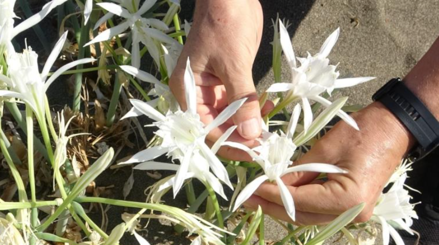 Mersin'in kum zambakları çiçek açtı! Koparmanın cezası 109 bin 593 TL