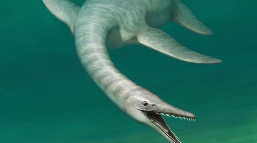 Dünya bu hayvanı konuşuyor! Yılan vücutlu timsah başlı canlı herkesi şaşırtmayı başardı