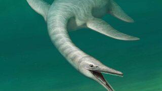 Dünya bu hayvanı konuşuyor! Yılan vücutlu timsah başlı canlı herkesi şaşırtmayı başardı