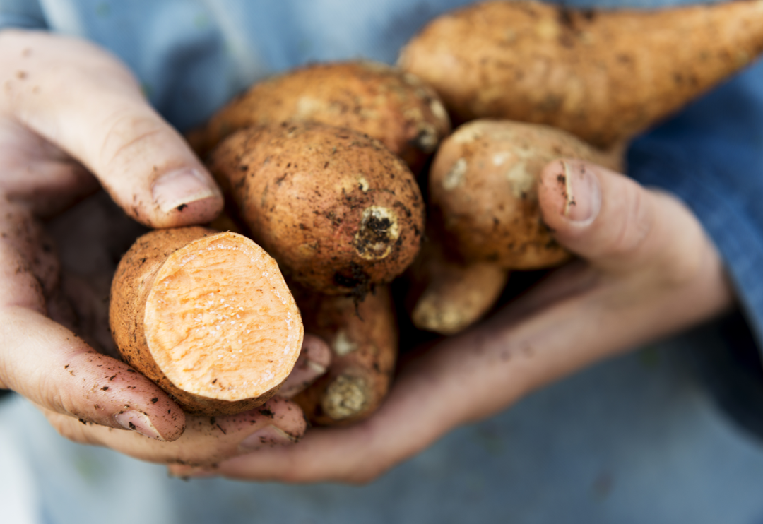 Hak ettiği değeri g&ouml;rm&uuml;yor! Yer elmasının mucizevi faydaları saymakla bitmiyor