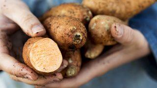 Hak ettiği değeri görmüyor! Yer elmasının mucizevi faydaları saymakla bitmiyor