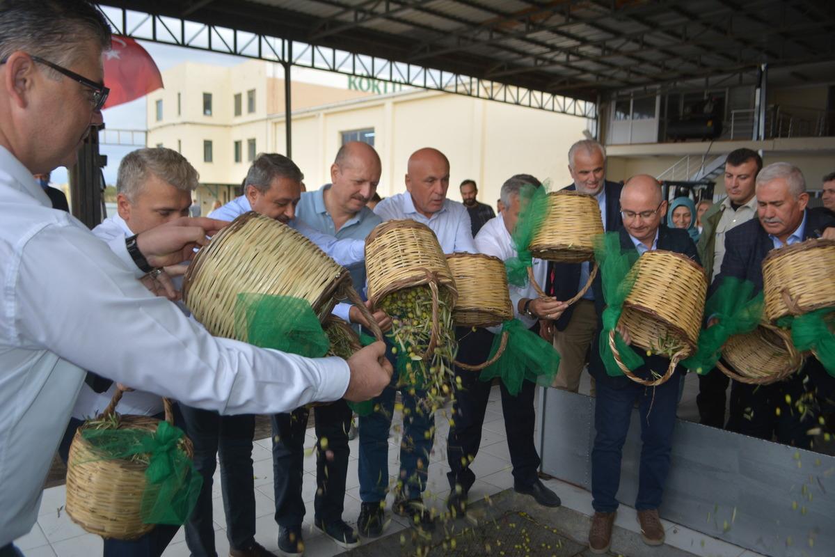 Ayvalık'ta sezonun ilk erken hasat zeytinleri sıkıldı