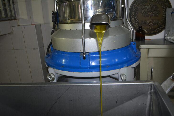 Ayvalık'ta sezonun ilk erken hasat zeytinleri sıkıldı G3