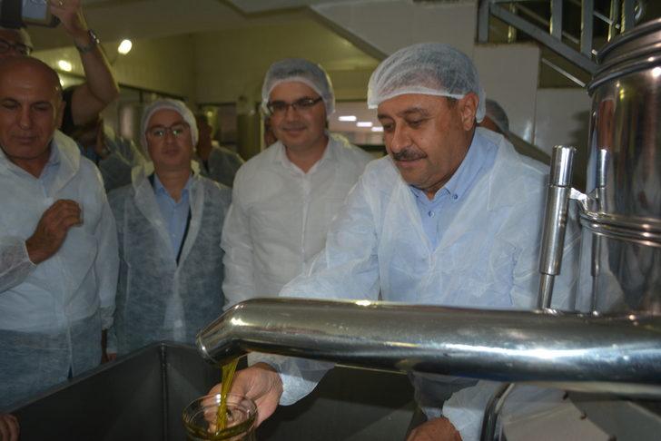 Ayvalık'ta sezonun ilk erken hasat zeytinleri sıkıldı G4