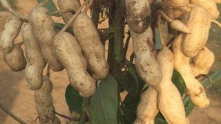 Meriç yer fıstığı coğrafi işaret aldı