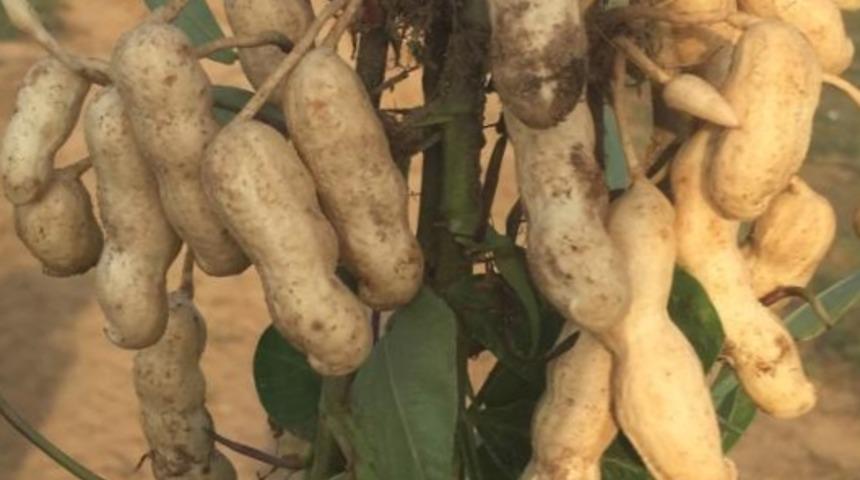 Meriç yer fıstığı coğrafi işaret aldı