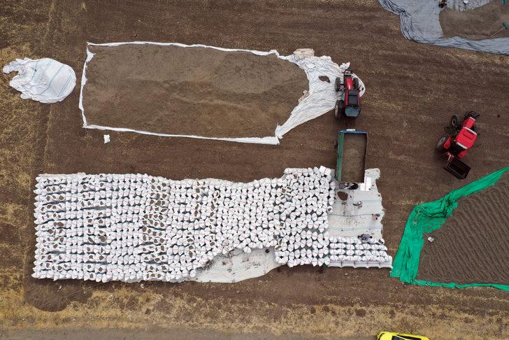 Ağrı'da ekim alanı genişleyen ayçiçeğinde verim artıyor G1